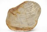 Tropical Hardwood Petrified Wood Dish - Indonesia #210581-1